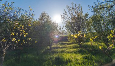 Summer spring landscape background. The sun shines in the spring garden