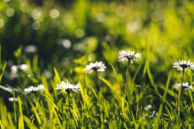 Summer spring nature background. White daisies in bright green grass
