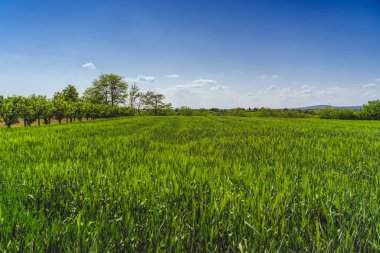 Summer landscape, green rye field and blue sky in the countryside