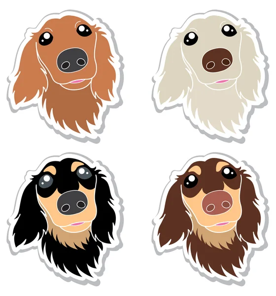 Köpek / Dachshund / illüstrasyon