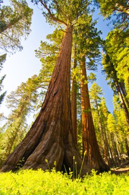 A giant sequoia at Yosemite National Park clipart