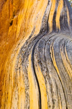 Striations on a recently burned tree clipart