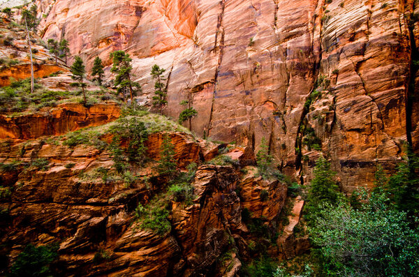 Растения и деревья растут из красных скальных стен национального парка Сион
