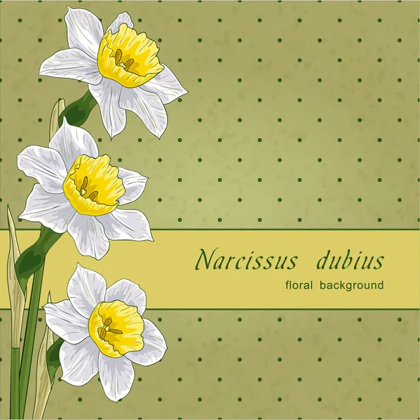 Narciso — Vettoriale Stock