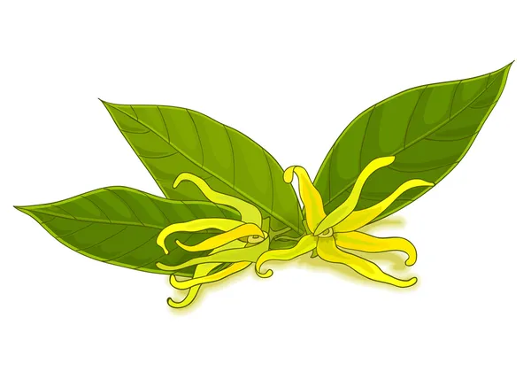 Ylang-ylang flowers — Stock Vector