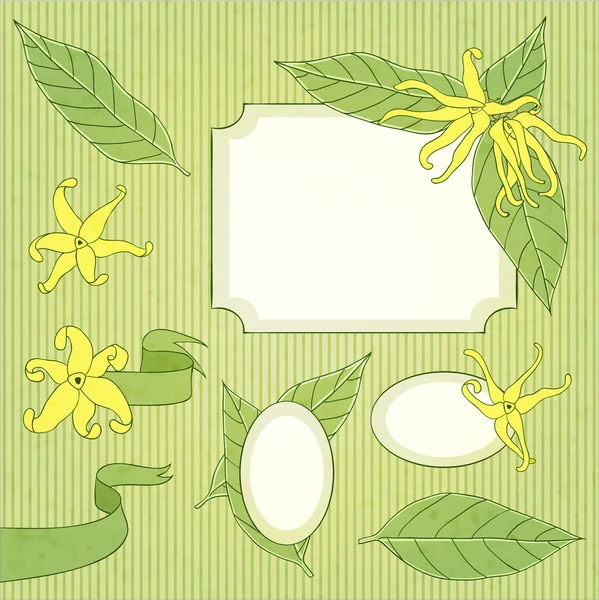 Ylang-ylang flower set — Stock Vector