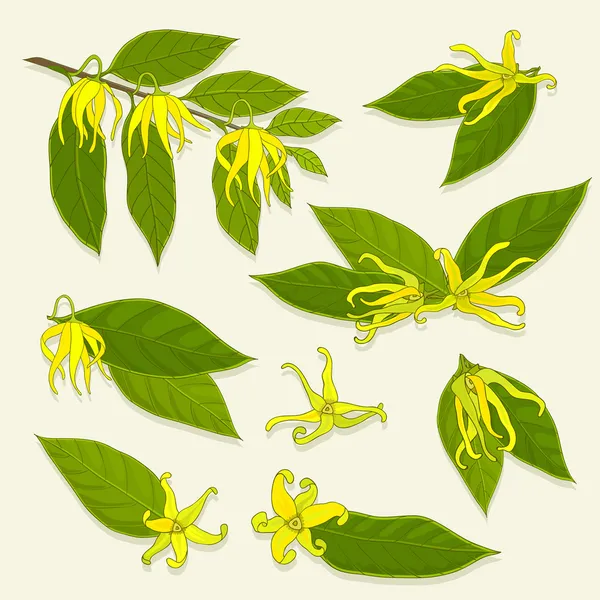 Podrobné údaje ylang-ylang — Stockový vektor