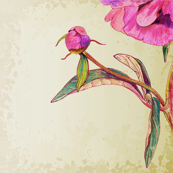 Flor de peónia malcheirosa — Vetor de Stock