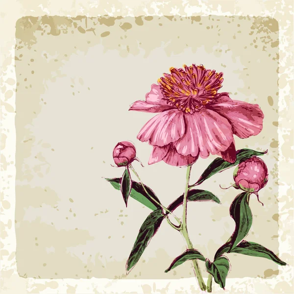 eski püskü Şakayık çiçeği