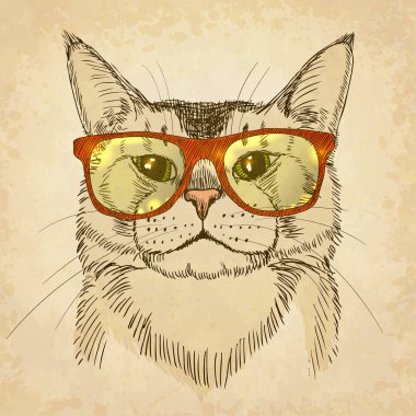 Hippi Kedi.