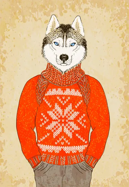 Husky köpek jakarlı Kazak giyer