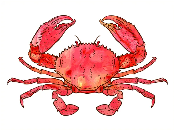 水彩蟹 — 图库矢量图片