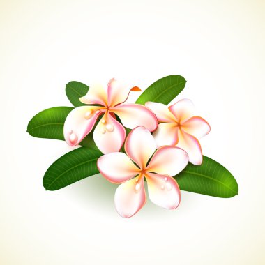 beyaz izole frangipani çiçekler.