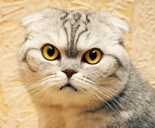 Portrait of a Scottish Fold — Stock Photo, Image