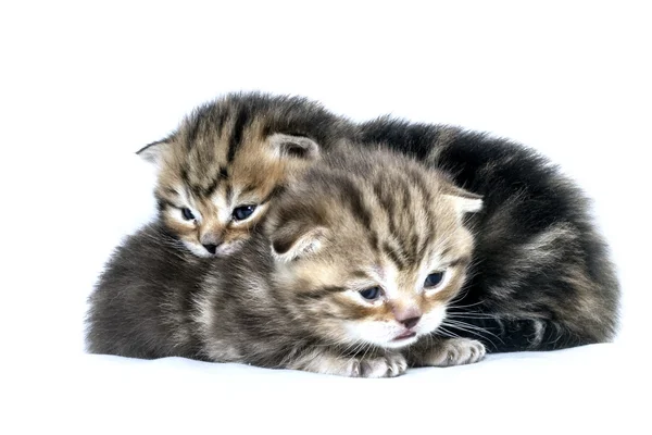 Gatitos sobre un fondo blanco — Foto de Stock