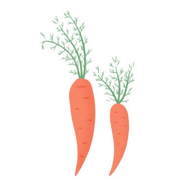 Çizgi film tarzında havuç koleksiyonu. Beyaz arka planda izole edilmiş parlak havuç sebzeleri.