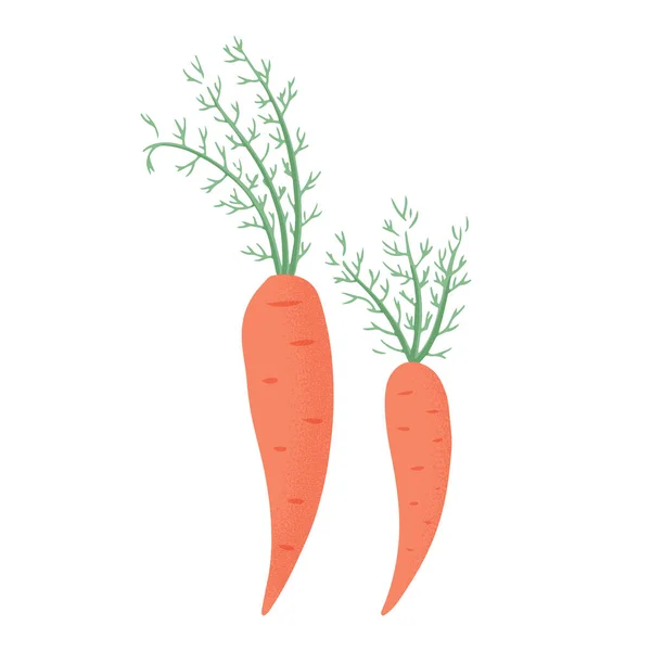 Vector Karotten Kollektion im Cartoon-Stil. Helles Möhrengemüse isoliert auf weißem Hintergrund. — Stockvektor