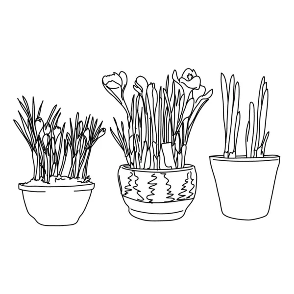 Potted Plants Line Vector Black White Seedling Primroses Clay Pot — Stock Vector