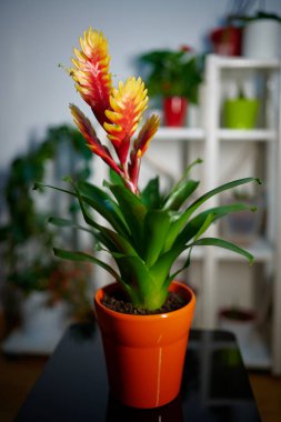 Vriesea Bromelia 'da saksıda çiçek açan Standart çiçek bir çiçek standının önünde duruyor