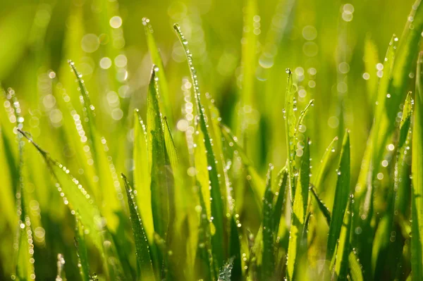 Pasto. — Foto de Stock