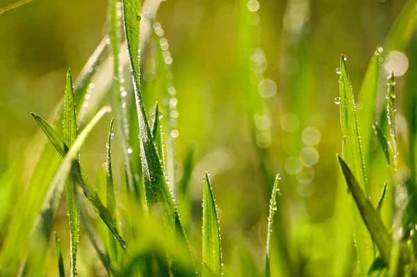 Grass. — Stock Photo, Image