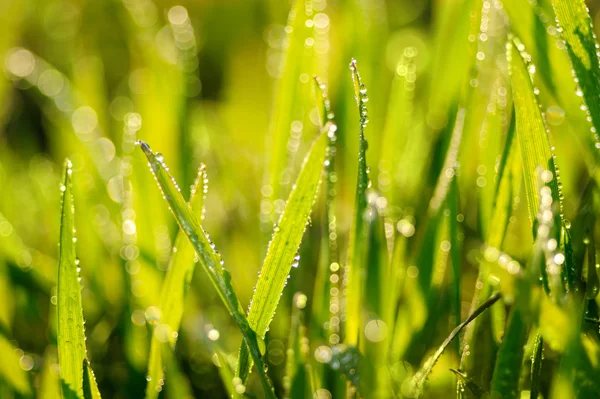 Grass. — Stock Photo, Image