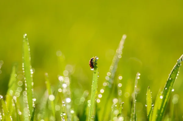 Gras und Marienkäfer — Stockfoto