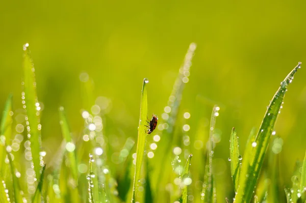 Gras und Marienkäfer — Stockfoto