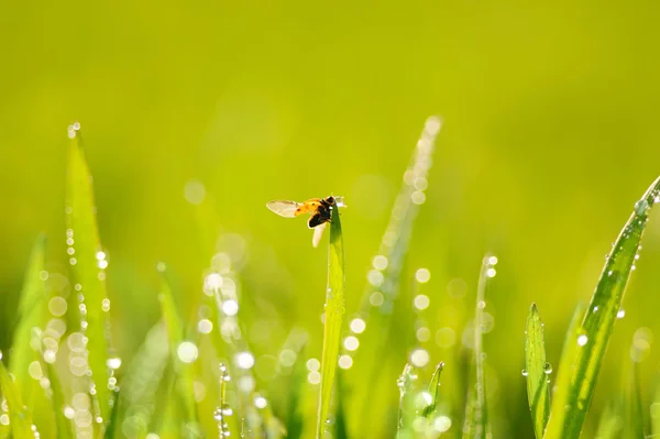 Çim ve uğur böceği — Stok fotoğraf