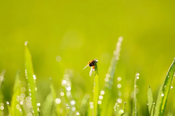 Gras und Marienkäfer — Stockfoto