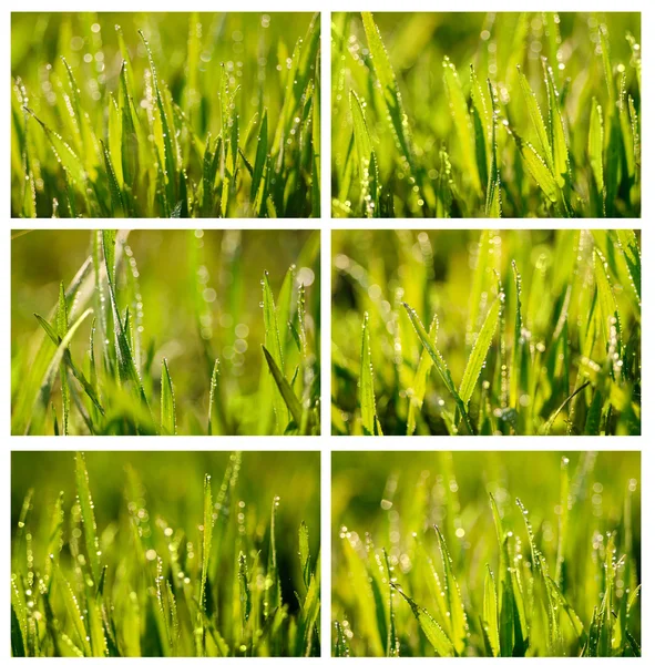Grass. set — Stock Photo, Image