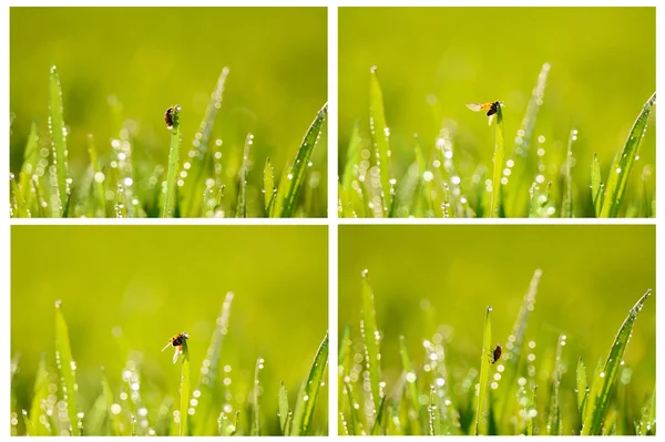 Grass and ladybird. set — Stock Photo, Image