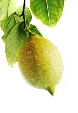 limon ile yapraklar