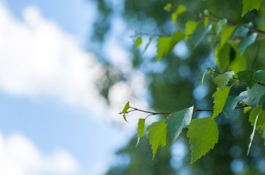 Huş ağacı yaprakları