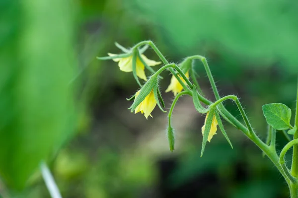 Tomato flower — Stock Photo, Image