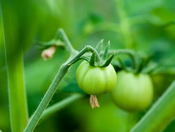 Tomates verdes que crescem na videira no jardim — Fotografia de Stock