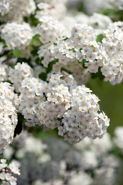 Flor de cerezo —  Fotos de Stock