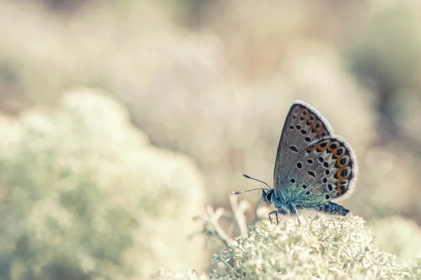 Borboleta — Fotografia de Stock