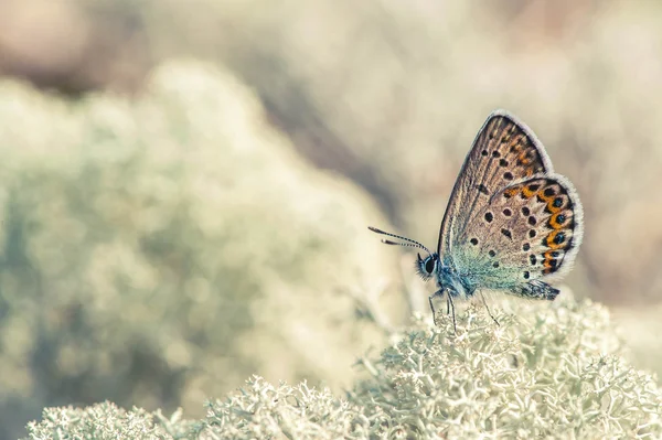 Borboleta — Fotografia de Stock