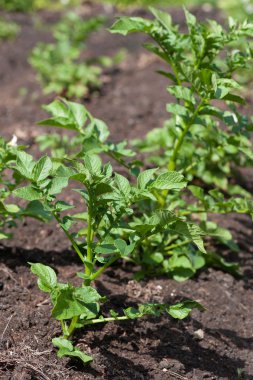 Patatesler bahçede.