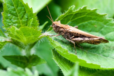 Yeşil yapraklı çekirge.