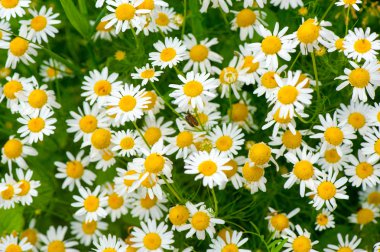 tıbbi bitki papatya