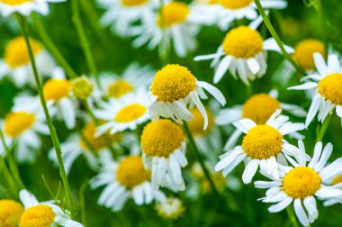 tıbbi bitki papatya