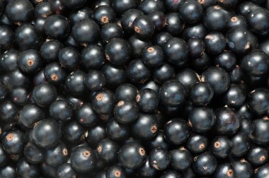 Kuş üzümü yığını. Desenli arkaplan