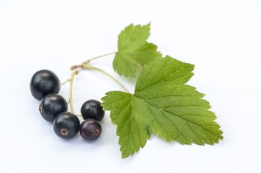 beyaz izole siyah kuş üzümü