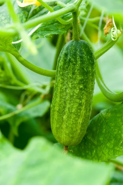 Green cucumber growing in the garden — Stock Photo, Image