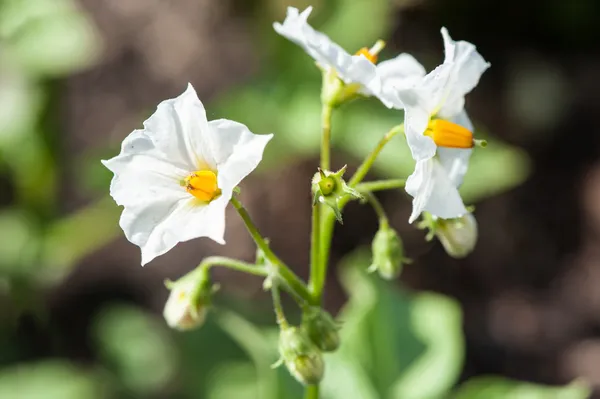 Potato flower — Stock Photo, Image