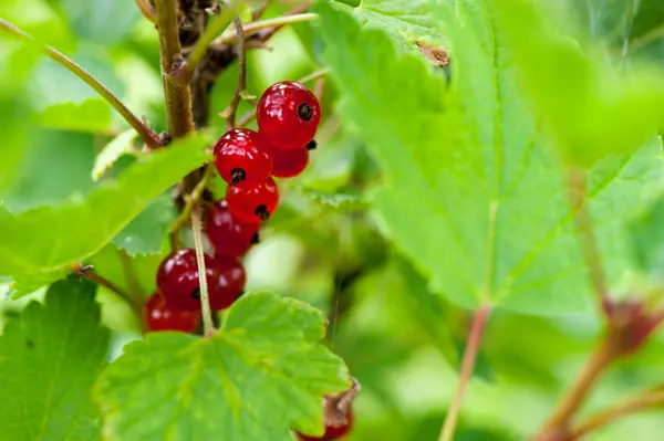 Red currant on a branch — Stock Photo, Image
