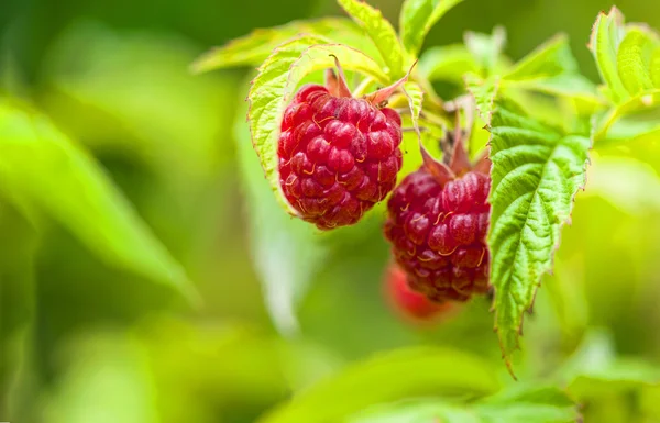 Raspberries on a branch — Stock Photo, Image