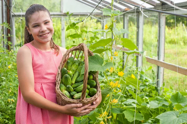 Lovely girl with cucumber harvest in the basket — Stock Photo, Image